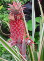 Ananas Comosus Variegatus